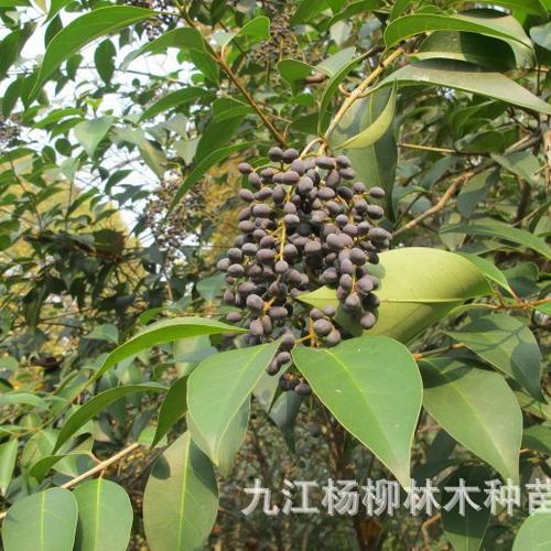 林木高杆女贞种子生产技术与实践