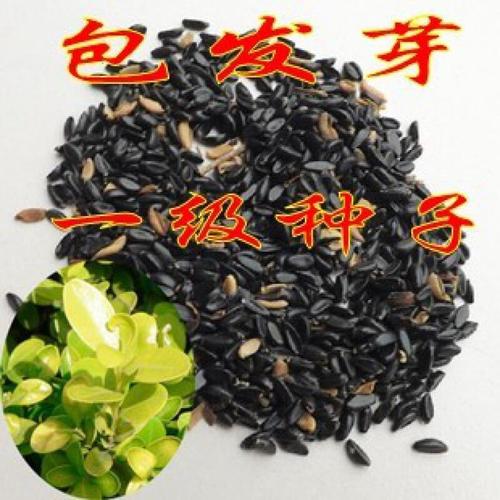 林木种子生产概述 瓜子种子、小叶杨、山杨万年青与豆板杨