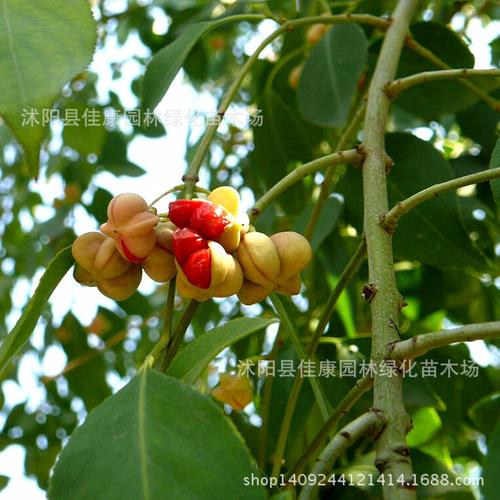 正宗优质丝棉木种子（桃叶卫矛/白皂树/白杜/野杜仲）生产指南