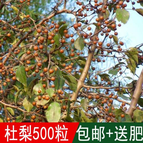 出售新采林木树种子 抓住绿化商机，从优质种源开始